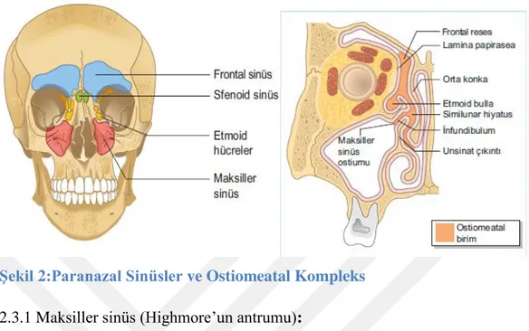 ġekil 2:Paranazal Sinüsler ve Ostiomeatal Kompleks
