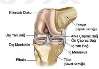 Şekil 1: Diz Eklemi  2.1.1  Kemik Yapılar 