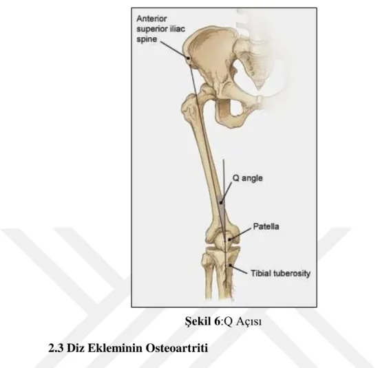 Şekil 6:Q Açısı  2.3 Diz Ekleminin Osteoartriti 