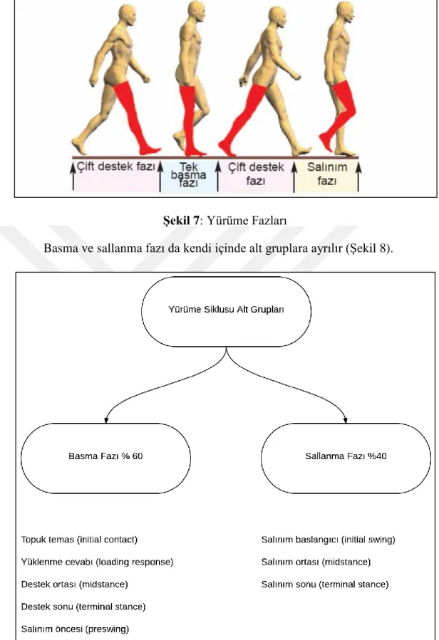 Şekil 8: Yürüme Siklusu Alt Parametreleri 