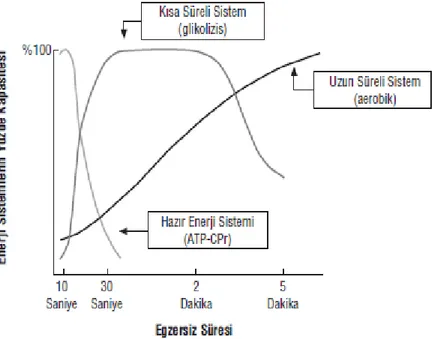 ġekil 1 : Enerji Sistemleri ve Sistemlerin Egzersiz Sürecindeki Katkısal Oranları  Yıldız (174)'dan alınmıĢtır