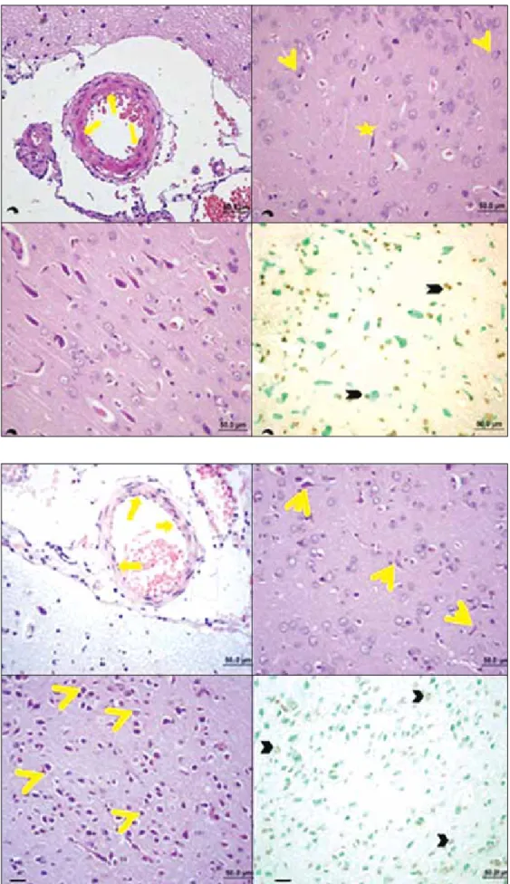 Figure 2: Animals with untreated 
