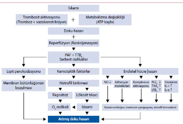 Şekil 1. Karaciğer İR hasarının fizyopatolojisi (6). 