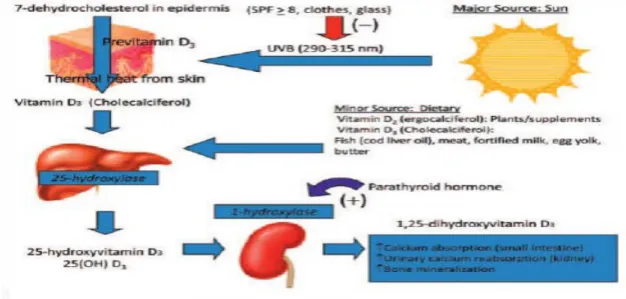 Şekil 2.1. D vitamin metabolizması ve etkileri (50) 