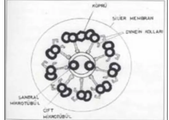 Şekil 1: Olfaktör epitel ve Olfaktör reseptör    Şekil 2: Siliya mikrotübül yapısı Nöronların  olfaktör bulbusa projeksiyonları 