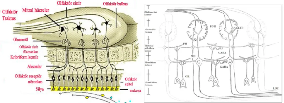 Şekil 3: Olfaktör reseptör nöronlar ile olfaktör  Şekil  4:  Primer  olfaktör  korteks  katmanları  bulbus arasındaki anatomik ilişki 