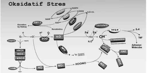 Şekil 2. Serbest radikal oluşumu ile antioksidan savunma mekanizması arasındaki  dengesizlik: Oksidatif Stres (38)