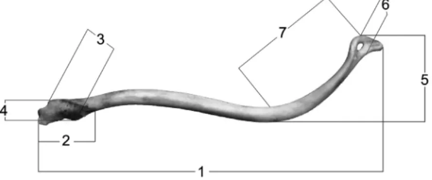 Fig. 1. Measurements taken in the baculum of Martes foina. 1 = total length (TL), 2 = base 