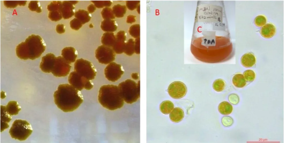 Şekil 3.1. B1 nolu mikroalg türünün m3N-BBM katı besiyeri üzerindeki koloni morfolojisi (A)  ve mikroskobik morfolojisi (x100)(B), m3N-BBM sıvı besiyerinde üreme (C)