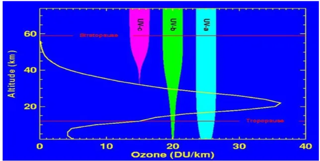 Şekil  2.2.  UV  ışınların  atmosferdeki  aldığı  yol  (http://www.ccpo.odu.edu/SEES/ozone  /class/Chap_1/index.htm)