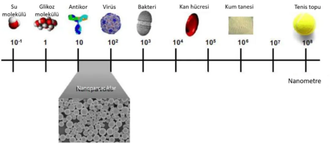 Şekil 3.3. Nanoparçacıkların nano skaladaki yeri. 