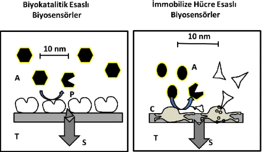 Şekil 2.4. Biyomalzemeler temek alınarak yapılan sensör örnekleri (Dinçkaya, 1999). 