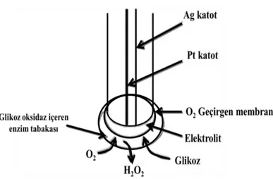 Şekil 2.7. Elektrokimyasal biyosensörün şematik gösterimi (Telefoncu, 1999). 
