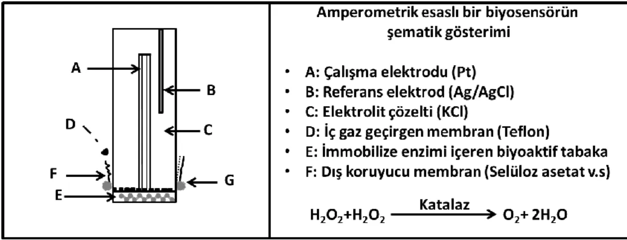Şekil 2.9. Amperometrik biyosensörün şematik gösterimi (Danielsson, 1990). 