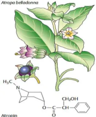 Şekil 2.2.Atropa belladonna bitkisi ve atropin’in kimyasal formülü (Lüllmann, vd., 2005)