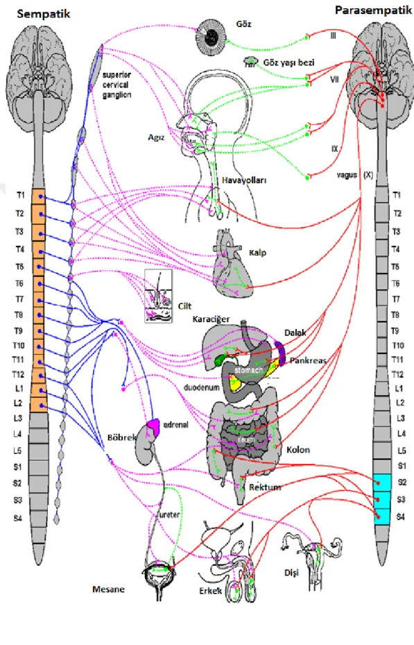 Şekil 1: Otonom sinir sistemi anatomisi 