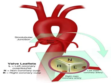 Şekil 2.2. Aort (https://ufhealth.org/uf-health-aortic-disease-center/aorta-anatomy). 