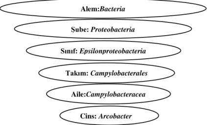 Şekil 1.1. Arcobacter cinsine ait taksonomi. 