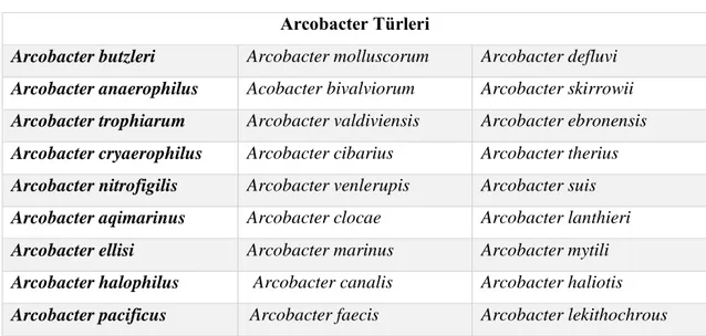 Çizelge 1.4. Arcobacter türleri. 