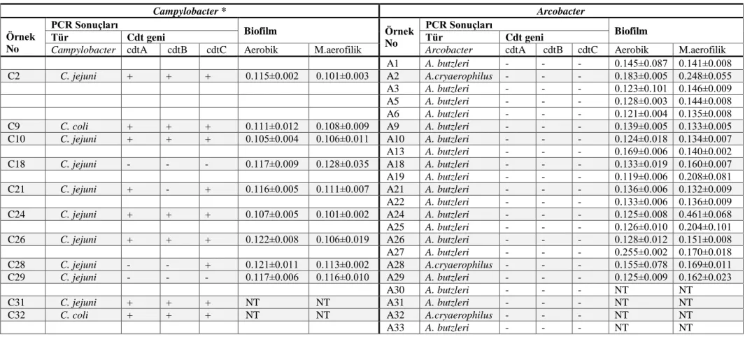 Çizelge 5.2. Campylobacter ve Arcobacter izolatlarının, türler, cdt toksini ve biyofilm oluşturma kabiliyetlerine göre moleküler tanı sonuçları