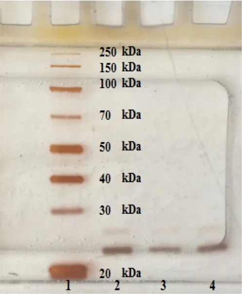 Fig. 2. SDS- PAGE photograph: line 1, standart proteins (MA: 20, 30, 40, 50, 70, 100, 150, 250); line 2,