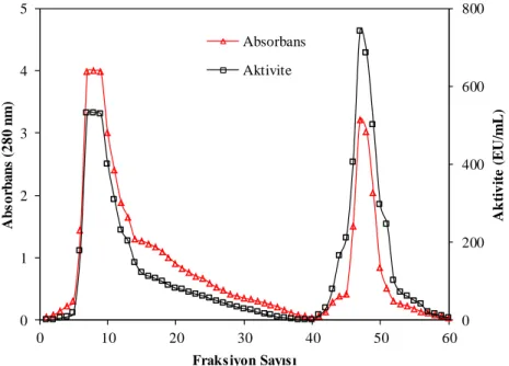 Şekil  5.1.  hCA  I  ve  hCA  II  izoenzimlerinin  afinite  kolonundan  elüsyonu  esnasında  absorbansları  ve  aktivitelerindeki  değişim