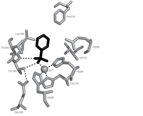 Şekil 3.5. Benzensülfonamit  bileşiğinin  hCA II aktif bölgesi  ile  etkileşimi  (Supuran vd., 2015)