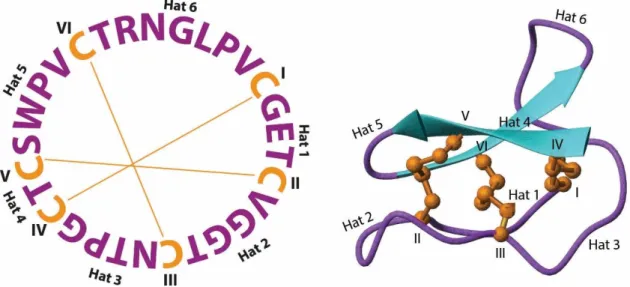 Şekil 3.1. Kalata B1 peptidinin sekansı ve üç boyutlu yapısı (PDB kodu: 1NB1). Peptid, siklik  omurga  yapısına  ve  üç  disülfid  köprüsünü  oluşturan  altı  Cys  amino  asit    kalıntısına  sahiptir