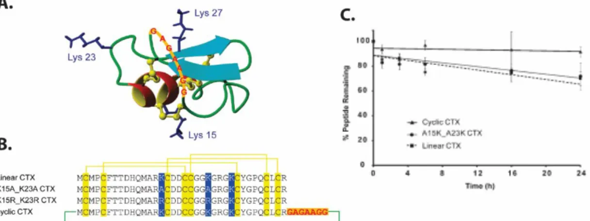 Şekil  4.3.  Akrep  zehri  peptidi  CTX’in  siklizasyonu.  A.  Lineer  CTX’in  yapısı