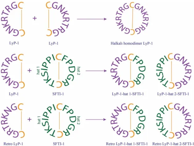 Şekil  5.  2.  Sentezlenen peptidlerin amino asit sekansları. Cys amino asitleri ve oluşturdukları  disülfid  bağları  turuncu  renk  ile  gösterilmiştir