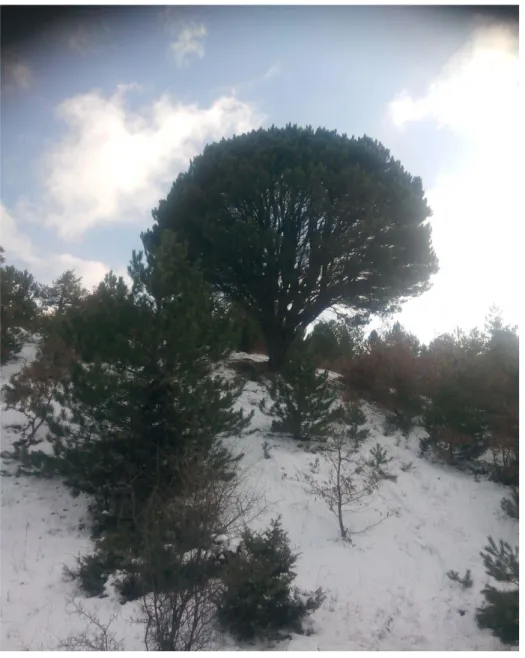 Şekil 1.1. Ebe Karaçamı (Pinus nigra ssp. Pallasiana var. Şeneriana) görünümü. 