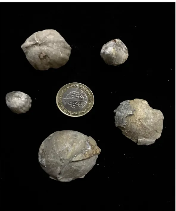 Şekil 2.5. Kireçtaşı blokları içerisindeki echinid ve brachiapod fosili. 