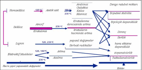 Şekil 1.1. Isıl işlemli odunun reaksiyon mekanizması (Korkut ve Kocaefe, 2009). 