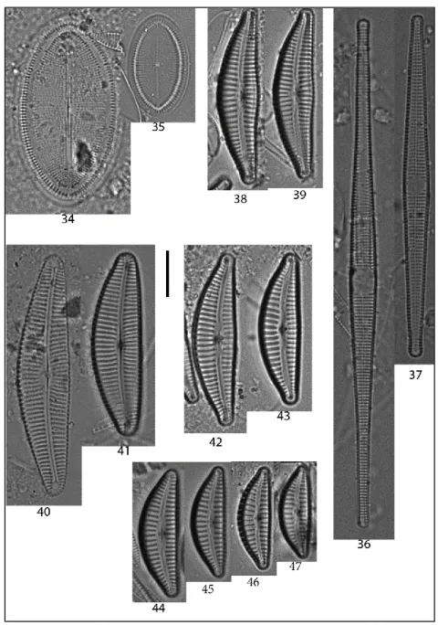 Şekil  3.4.  34-35.  Cocconeis  placentula  var.  placentula,  36-37.  Ctenophora  pulchella,  38-39