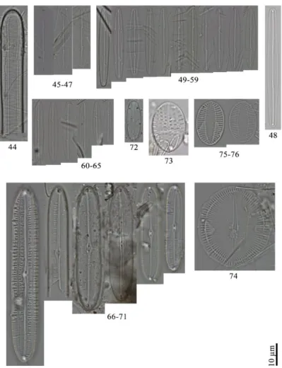 Şekil 3.3. 44: Ardissonea crystallina var. dalmatica, 45-47: Berkeleya antarctica, 48: B