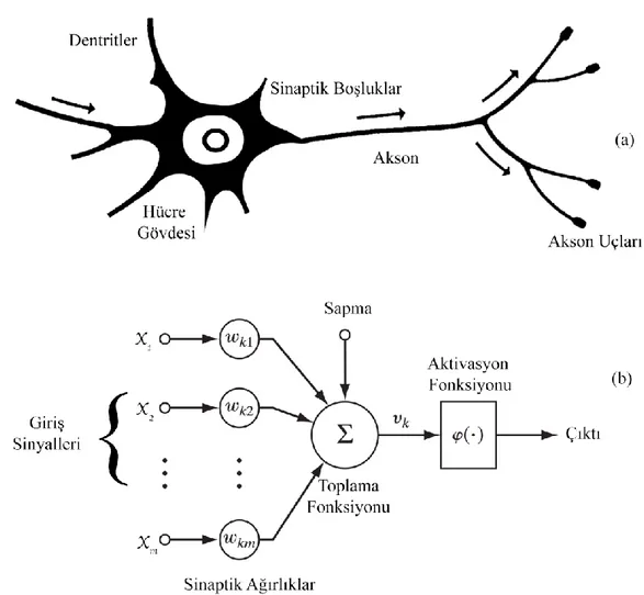 Şekil 3. Biyolojik ve yapay sinir ağlarının benzeşimi (Arbib, 2003a; Haykin,  2009b). 