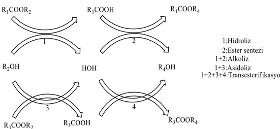 Şekil 2.2. Lipaz katalizli reaksiyonların şematik gösterimi (Öztürk, 2002). 