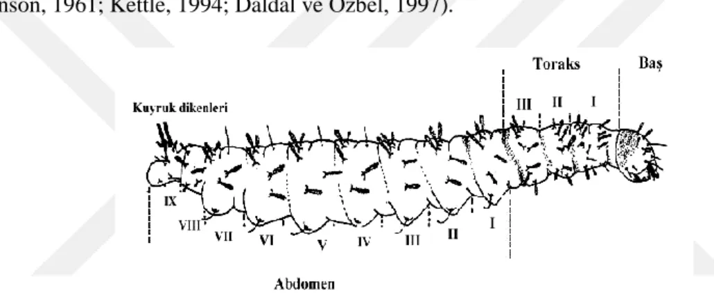 Şekil 1.2. Kum sineği I. Dönem larvası (Daldal ve Özbel, 1997). 