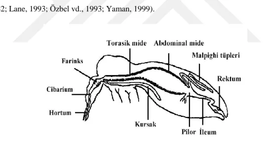 Şekil 1.10. Kum sineği sindirim sistemi kısımları (Daldal ve Özbel, 1997). 