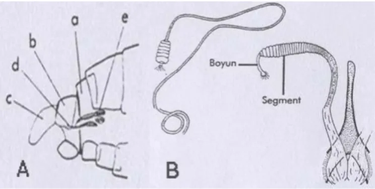 Şekil 2.4. Ergin kum sineği dişi genital organının kısımları: a: Abdomenin son segmentleri; a
