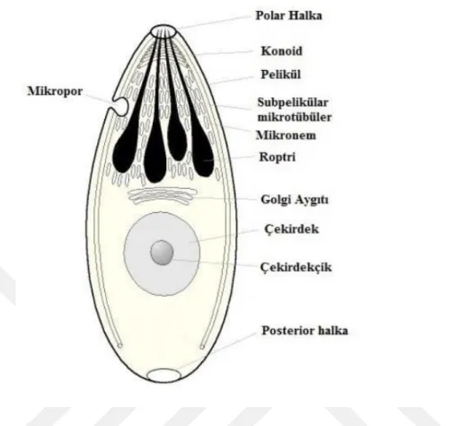 Şekil 1.1. Apicomplexa alt şubesine ait genel morfolojik yapı (Wiser, 2018).  1.2.3. Dense granüller 