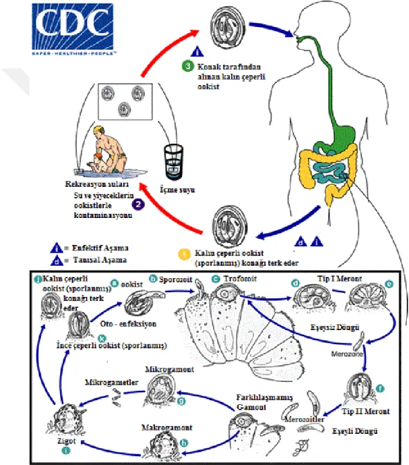 Şekil 1.4. Cryptosporidium yaşam döngüsü (CDC, 2015a). 