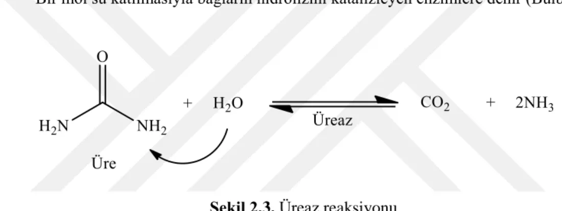 Şekil 2.3. Üreaz reaksiyonu. 