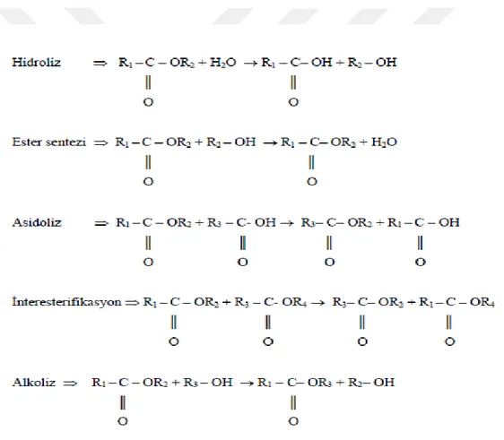 Şekil 3.2. Sulu ve susuz çözeltilerde lipazlar tarafından katalizlenen reaksiyonlar. 