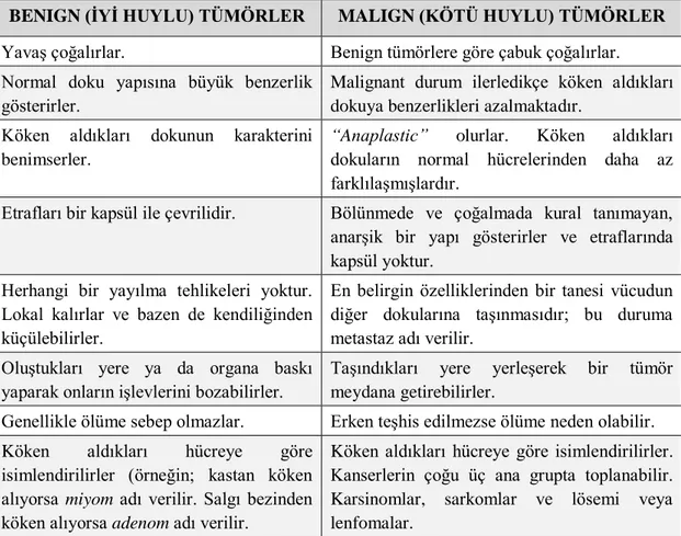 Çizelge  2.1.  Benign  (iyi  huylu)  ve  malign  (kötü  huylu)  tümörlerin  farklarına  göre  sınıflandırılması (Kırdar, 1979; Cooper ve Hausman, 2006)
