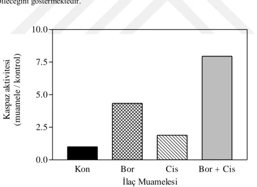 Şekil  9.6.  Bortezomib  ve  cisplatin  kombinasyonunun  kaspaz-3 aktivitesi  üzerindeki  etkisi