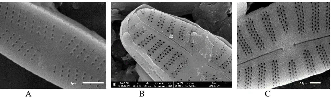 Şekil 1.4. Diyatomelerdeki striae sıralanması: A- monoseriate, B- biseriate, C-triseriate