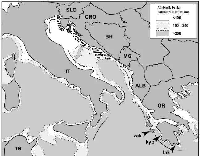 Şekil  1.9.  Doğu  Adriyatik  Denizi’nde  markalanan  C.  caretta’ların  gözlendiği  alanlar