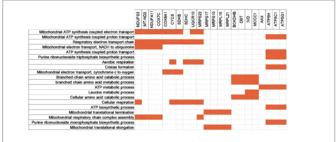 Figure 3. Biological functions of the genes that are in the mitochondrion cluster. The genes that are in the mitochondrion cluster  after GSEA are analyzed through Enrichr, and 20 most common biological functions of these genes are shown