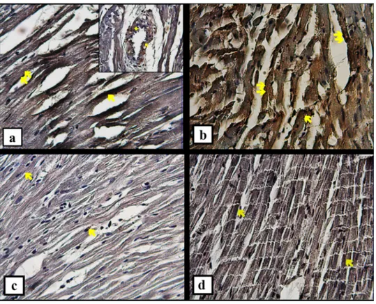 FIGURE 2. The immunoreactivity of caspase-9 in rat heart from each group. (a, b) The immunoexpression (yellow arrow) was detected in cardiac muscle fiber, sarcolemma, and endothelial cells in group 1; (c,d) cytoplasmic and membranous caspase-9 immunoreacti
